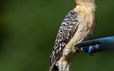 Maximizing the Impact of Social Media Marketing: Essential Strategies for Optimal Online Results